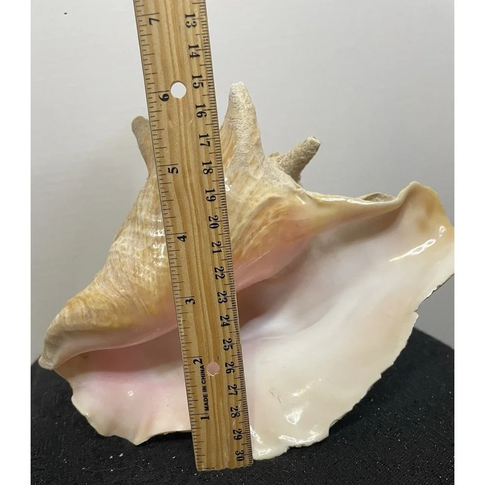 Vintage Natural Large Pink Queen Conch Sea Shell Nautical Ocean Beach Home Decor
